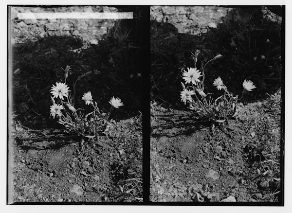 Photograph of Palestinian wildflower